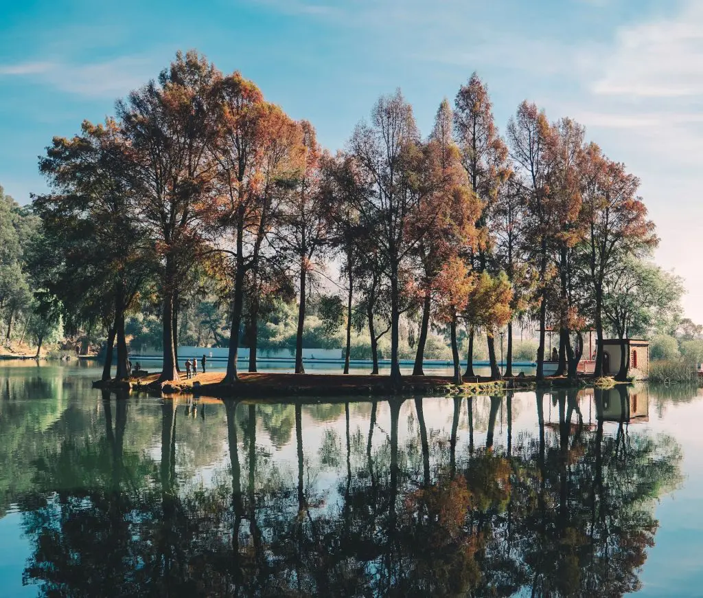 Le sommeil des arbres