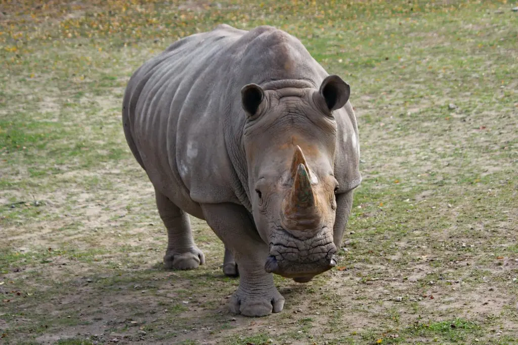Sauver les rhinocéros