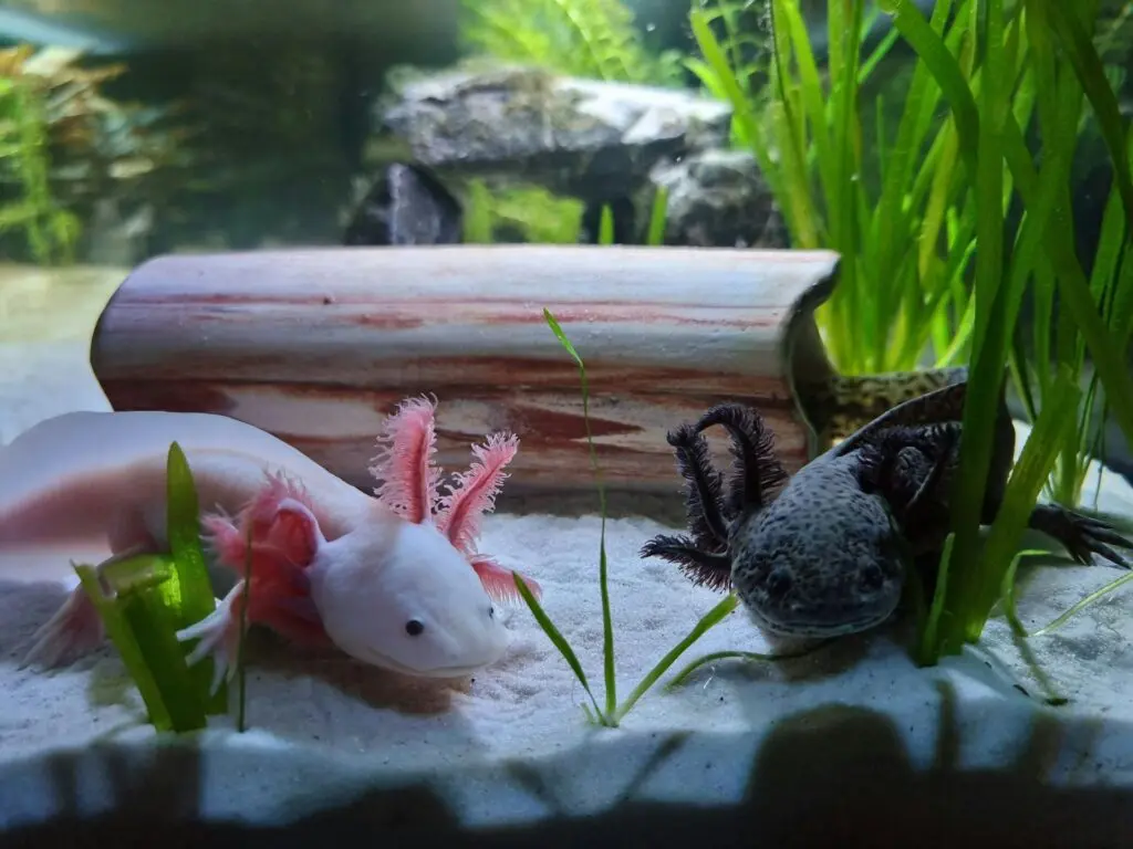 Un animal capable d'arrêter de vieillir