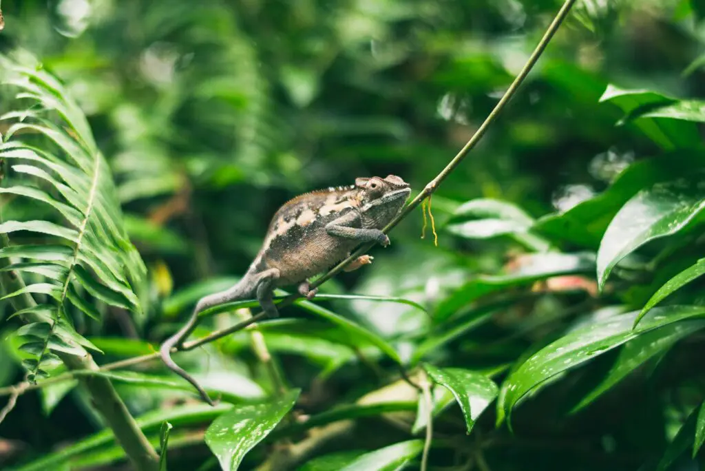 Un petit caméleon à Madagascar
