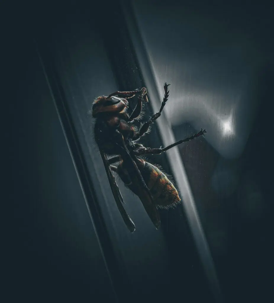 frelon asiatique photographié de près sur fond sombre avec rayons lumineux