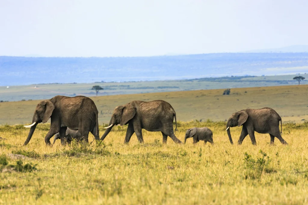 L'environnement en Afrique